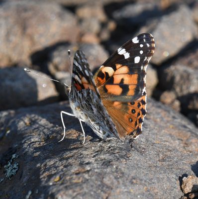 Painted Lady: Vanessa cardui