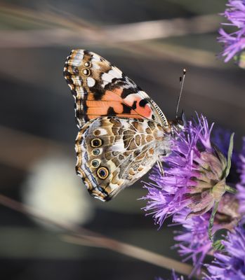 Painted Lady: Vanessa cardui