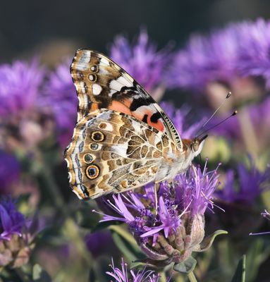 Painted Lady: Vanessa cardui