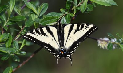 Western Tiger Swallowtail: Papilio rutulus