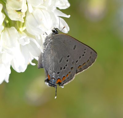 California Hairstreak: Satyrium californica