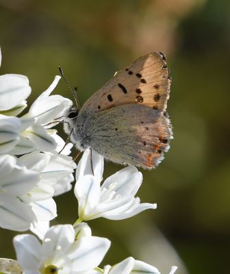 Lilac-bordered Copper: Lycaena nivalis