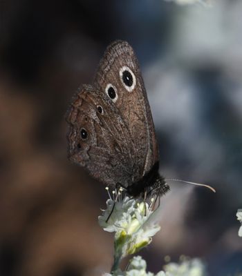 Dark Wood Nymph: Cercyonis oetus