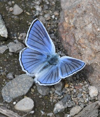 Blue Copper: Lycaena heteronea