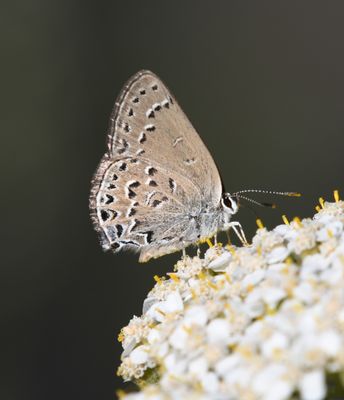 Behr's Hairstreak: Satyrium behrii