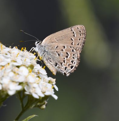 Behr's Hairstreak: Satyrium behrii