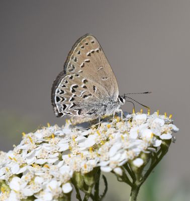 Behr's Hairstreak: Satyrium behrii