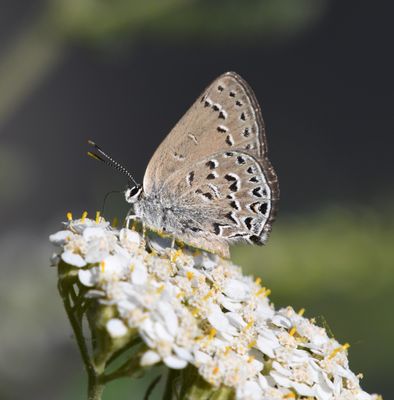 Behr's Hairstreak: Satyrium behrii