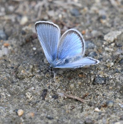 Silvery Blue: Glaucopsyche lygdamus