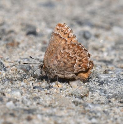 Western Pine Elfin: Callophrys eryphon