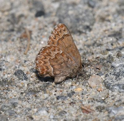 Western Pine Elfin: Callophrys eryphon