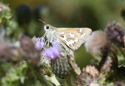 Western Branded Skipper: Hesperia colorado