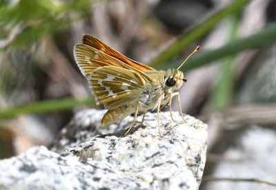 Western Branded Skipper: Hesperia colorado