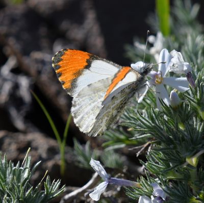 Julia's Orangetip: Anthocharis julia