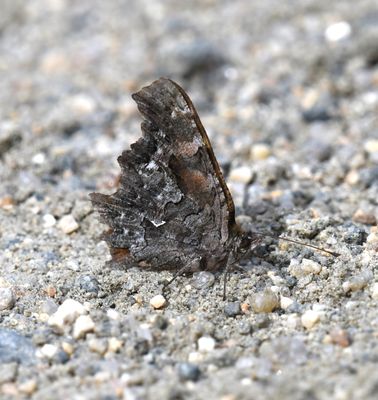 Green Anglewing: Polygonia faunus