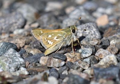 Western Branded Skipper: Hesperia colorado