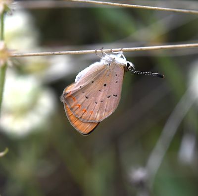 Purplish Copper: Lycaena helloides