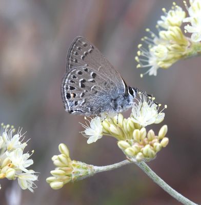 Behr's Hairstreak: Satyrium behrii
