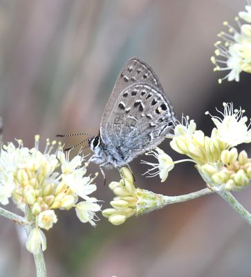 Behr's Hairstreak: Satyrium behrii