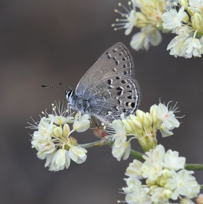 Behr's Hairstreak: Satyrium behrii