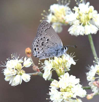 Behr's Hairstreak: Satyrium behrii
