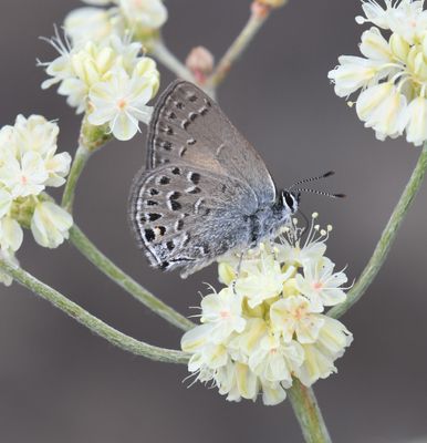 Behr's Hairstreak: Satyrium behrii