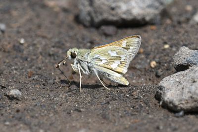 Western Branded Skipper: Hesperia colorado