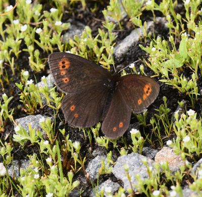 Butler's Alpine: Erebia epipsodea