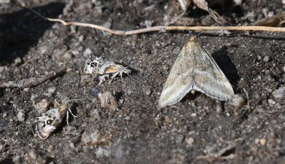 Moth