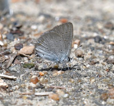 Western Tailed Blue: Cupido amyntula