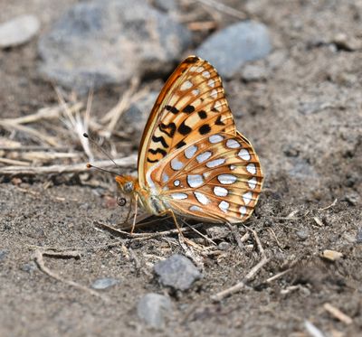 Zerene Fritillary: Speyeria zerene