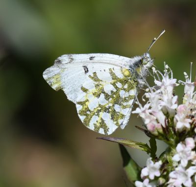 Large Marble: Euchloe ausonides