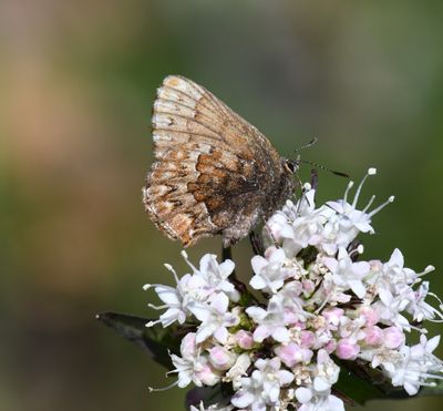 Western Pine Elfin: Callophrys eryphon