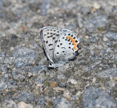 Cascadia Blue: Euphilotes heracleoides