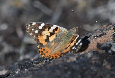 Painted Lady: Vanessa cardui
