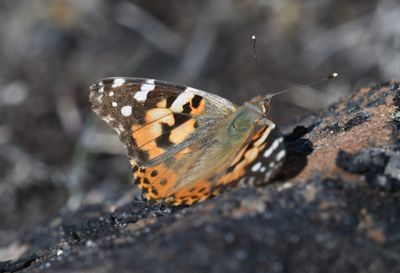 Painted Lady: Vanessa cardui