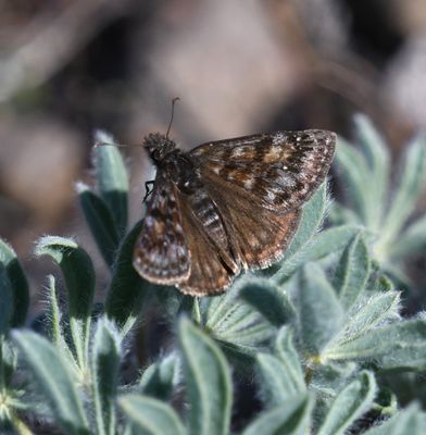 Pacuvius Duskywing: Erynnis pacuvius