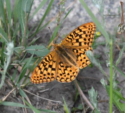 Zerene Fritillary: Speyeria zerene