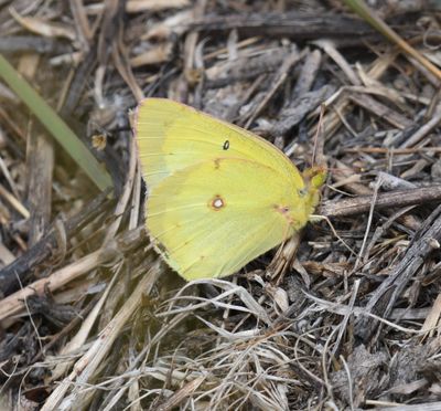 Eriphyle's Sulphur