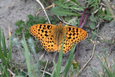 Zerene Fritillary: Speyeria zerene