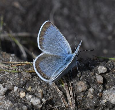 Boisduval's Blue: Icaricia icarioides