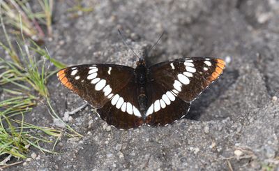 Lorquins Admiral: Limenitis lorquini