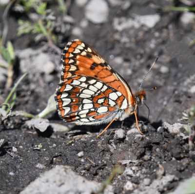 Northern Checkerspot: Chlosyne palla