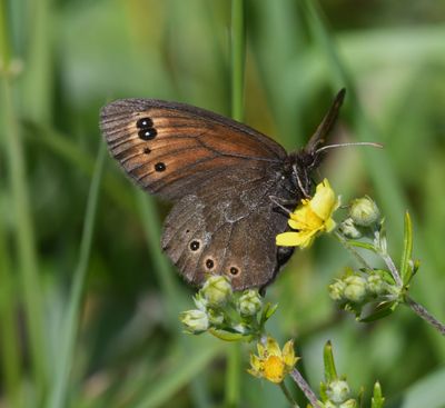 Butler's Alpine: Erebia epipsodea