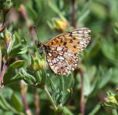 Silver-bordered Fritillary: Boloria selene