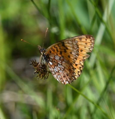 Silver-bordered Fritillary: Boloria myrina
