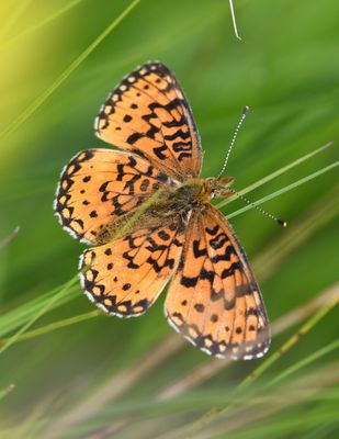 Silver-bordered Fritillary: Boloria selene