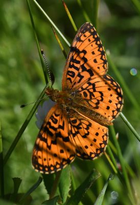 Silver-bordered Fritillary: Boloria selene