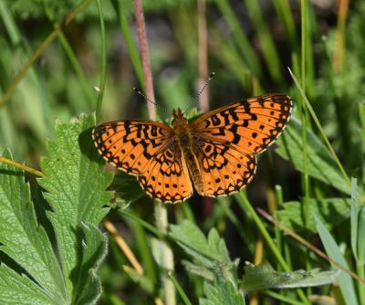 Silver-bordered Fritillary: Boloria myrina