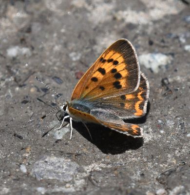 Purplish Copper: Lycaena helloides